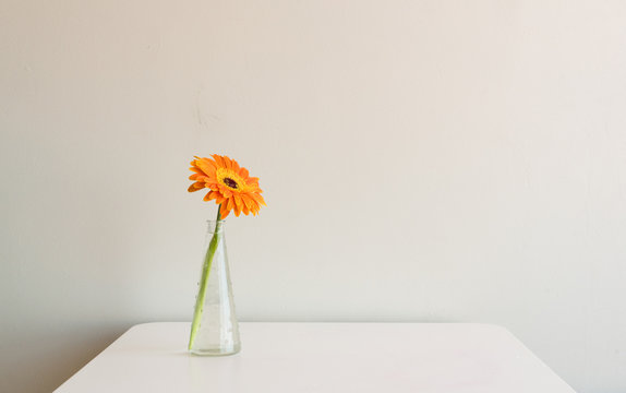 Single orange gerbera in small glass vase on white table against neutral background