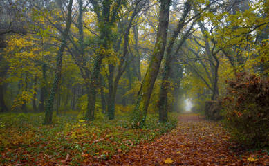 Pathway trough forest in the fall season