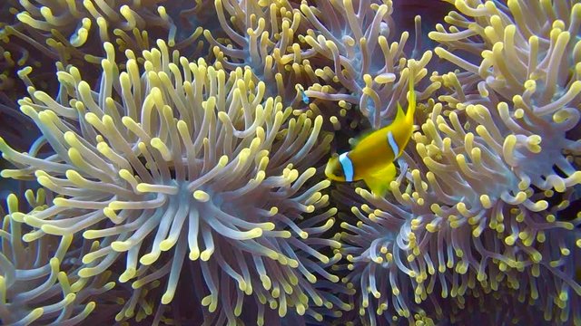 Clownfish family playing in their anemone home