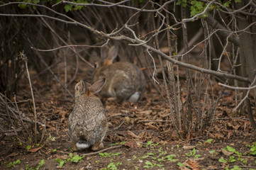 Rabbit sitting under branches of bush
