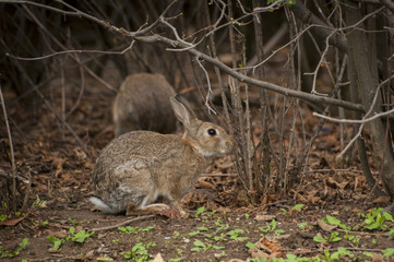 Rabbit sitting under branches of bush