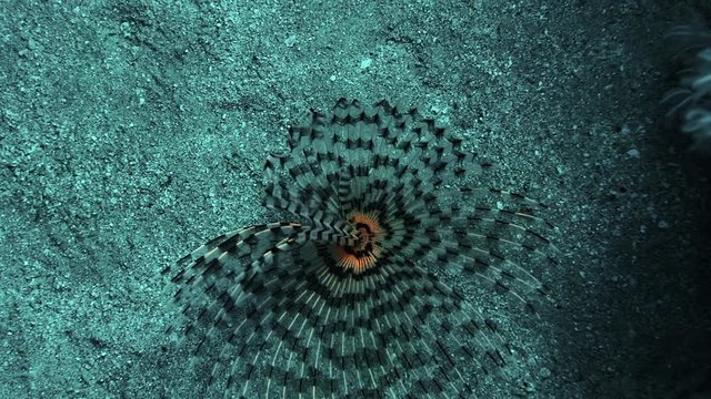 Underwater marine life, closeup video of a magnificent feather duster worm