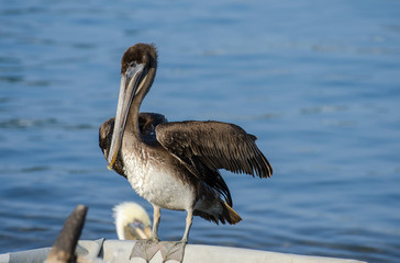 Pelicans at Manzanillo beach. Mexico