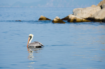 Pelicans at Manzanillo beach. Mexico
