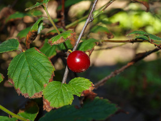 Lonely berry cherry felt forgotten on a branch of a bush harvesters