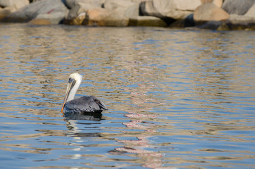 Pelicans at Manzanillo beach. Mexico