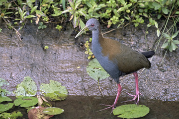Slaty-breasted wood rail hunting in creek