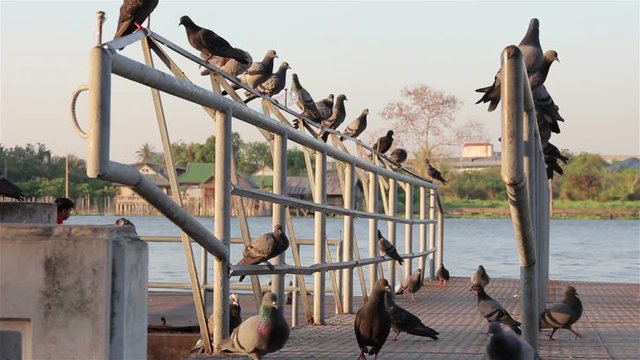 flock of pigeons eating grains