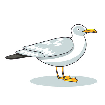 Gull flight bird and seabird gull. Сartoon looking gull. Sea gull, isolated on white background. Herring Gull for your journal article or encyclopedia.