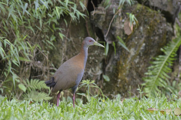 Slaty-breasted wood rail on the edge of the forest