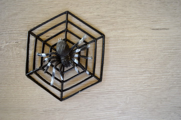 Plastic Halloween spider web and spider on white wood background