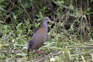 Slaty-breasted wood rail on the edge of the forest
