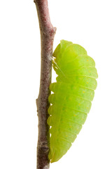 The scarce swallowtail caterpillar or Iphiclides podalirius caterpillar or sail swallowtail caterpillar or pear-tree swallowtail caterpillar on branch isolated on white background, lateral view.