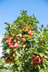 Apfelbaum - Apfelernte