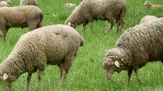 Schafe grasen auf der Weide