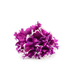 Terry petunia flower isolated on white