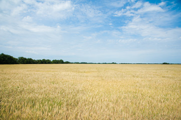 Gold wheat field