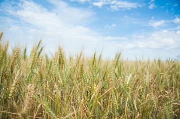 Gold wheat field