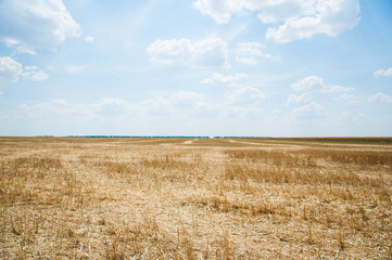 Field after harvest