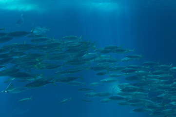Fototapeta na wymiar fish in oceanarium in blue depth water