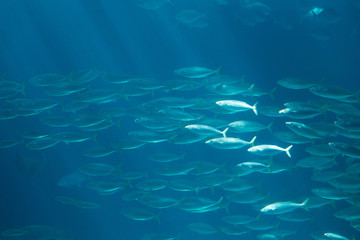 Fototapeta na wymiar fish in oceanarium in blue depth water