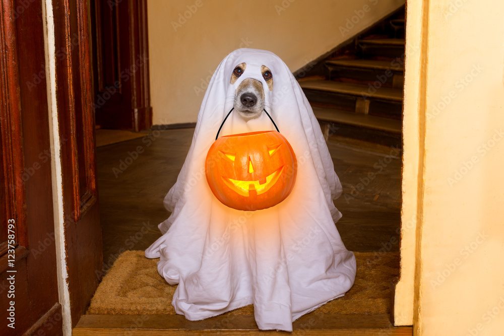 Poster halloween  ghost  dog trick or treat