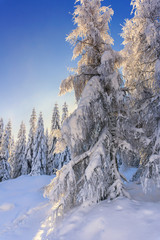Illuminated by the sun snow-covered larches and spruce trees in the background of blue sky. Sunny winter day. Winter mountain landscape.