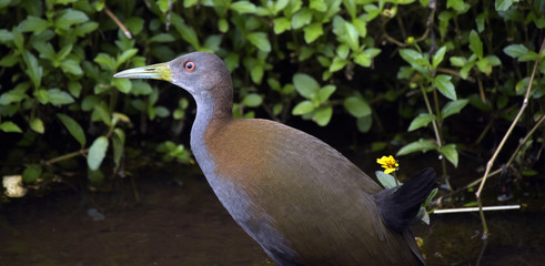 Slaty-breasted wood rail hunting in creek