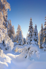 Illuminated by the sun snow-covered larches and spruce trees in the background of blue sky. Sunny winter day. Winter mountain landscape.