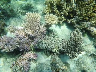 Naklejka na ściany i meble koralle
