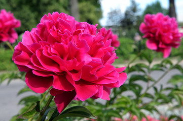 Red peony flowers on a background of green leaves