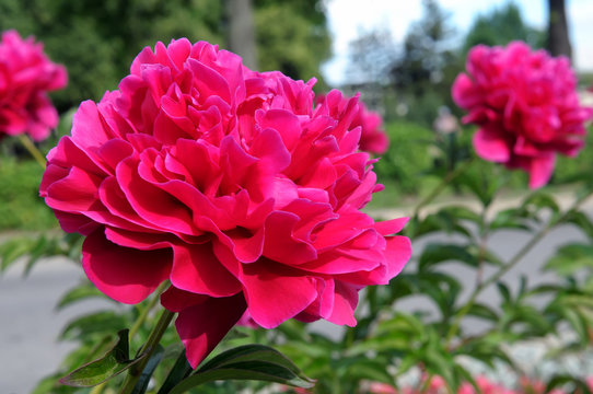 Fototapeta Red peony flowers on a background of green leaves
