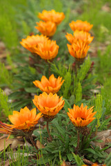 ディモルフォセカ