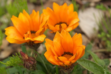 ディモルフォセカ