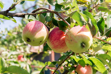 . The apple tree in the garden. Summer garden fruits. Green apples on the tree. Harvest of apples. Red apples in a garden on a sunny day. Branch apple tree with apples and leaves.