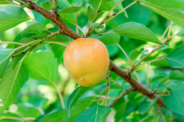 Apricot Garden. Summer garden fruits. Ripe apricots on a tree. Apricot harvest. Yellow apricot in the garden on a sunny day. Branch with ripe apricots and leaves.