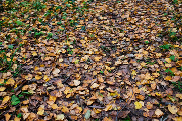Autumn fallen leaves texture - selective focus