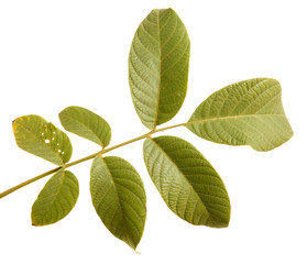 Obraz premium branch of walnut isolated on white background