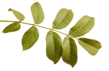 branch of walnut isolated on white background
