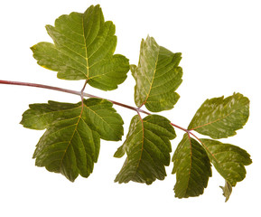 Fototapeta premium maple leaves isolated on white background