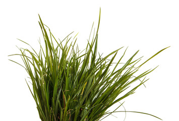 bundle of green grass isolated on white background