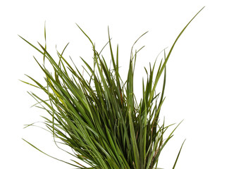 bundle of green grass isolated on white background