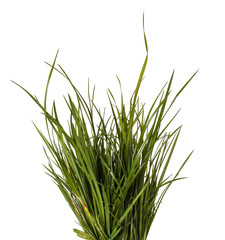Naklejka premium bundle of green grass isolated on white background