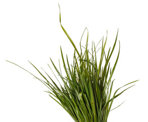 bundle of green grass isolated on white background