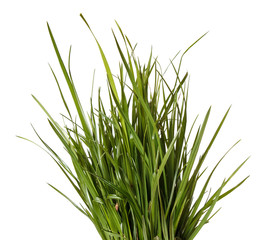 bundle of green grass isolated on white background