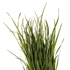 Obraz premium bundle of green grass isolated on white background