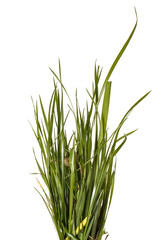 bundle of green grass isolated on white background