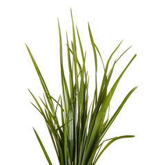 bundle of green grass isolated on white background