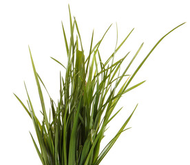 bundle of green grass isolated on white background