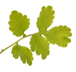 Green leaf of greater celandine isolated on white